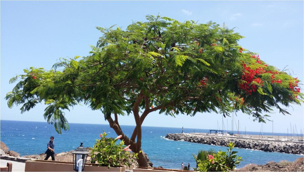 330 - Edf Aguamarina - Vacation Rental Home In The Coast Line Of Golf Del Sur سان ميغيل ذي أبونا المظهر الخارجي الصورة
